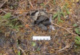 В Бабаевском районе поймали «черного» лесоруба