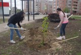 Аллею из 60 деревьев высадили вологодские газовики во Фрязиновском парке