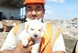 Выброшенного в мусор щенка спасли в Вологде