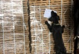 Бизнесменам из Вологды собаки помешали отправить контрабанду в Нидерланды