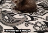 "Инстасамец" из Череповца попытался оправдаться за издевательства над котенком