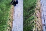 Некошеную траву в Вологде стали заплетать в косы