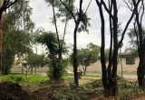 С сучком и задоринкой: горводоканал обязали «восстановить» спиленные деревья