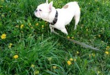 Потерялась собака французкий бульдог Рокки