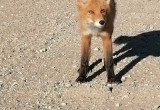 Рыжая лисица выбежала на дорогу к людям в Великом Устюге (ВИДЕО)