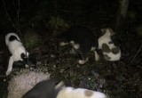 Найдены 8 щенков. Огромная просьба помочь пристроить бедолаг