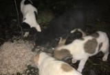 Найдены 8 щенков. Огромная просьба помочь пристроить бедолаг