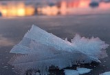 Бородаевское озеро покрылось цветами