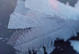 Бородаевское озеро покрылось цветами