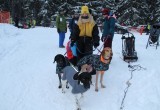 Гонки на собачьих упряжках «Русский Север-2021» проходят в Тотьме (ФОТО)