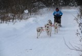 Гонки на собачьих упряжках «Русский Север-2021» проходят в Тотьме (ФОТО)