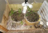 Житель Вологодского района выращивал дома коноплю