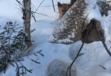 Никольские живодеры: маленького щенка бросили умирать в лесу
