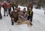 Волчица, убивавшая собак в Никольске, уничтожена егерями 