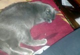 Потерялась кошка на Горьгого, 74