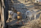 В Вологодской области сгорел приют для животных «Спас», в огне задохнулись щенок, взрослая собака и кот
