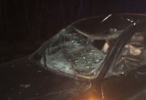 Лось погиб под колесами «Хендай Элантра» в Шекснинском районе