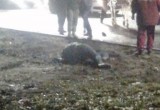 Поздно вечером в Череповце насмерть сбит припозднившийся пешеход 
