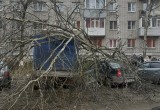 В Вологде порыв ветра обрушил ствол дерева на автомобили рядом с ТРЦ "Мармелад" 