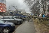В Вологде порыв ветра обрушил ствол дерева на автомобили рядом с ТРЦ "Мармелад" 