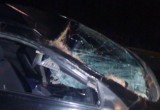 На трассе "Вологда-Новая Ладога" произошло смертельное ДТП с лосем 