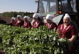 Губернатор Кувшинников узнал, как идет посевная в Вологодском районе