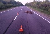 Очередной лось пал жертвой своего упрямства на трассе «Вологда-Новая Ладога»