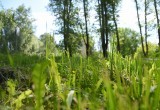 Изменить подход к срокам и качеству работы требуют от подрядчика, который занимается покосом травы в Вологде
