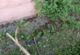 Черная змея, греющаяся на солнышке, навела суету в одном из дворов Череповца 