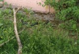 Черная змея, греющаяся на солнышке, навела суету в одном из дворов Череповца 