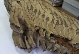На берегу Северной Двины найден зуб мамонта