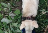 Вологжане – живодеры повесили живого щенка на забор за строгий ошейник 