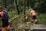 В Вологде 10 бригад устраняют последствия ночной стихии