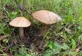 У медведя во бору грибы, ягоды беру: Олег Кувшиннков собирал грибы на медвежьей тропе 