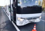 Суровые череповецкие кабаны выводят из строя автобусы на трассе «Вологда - Новая Ладога»