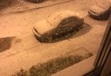 Зима подкралась незаметно: вся Вологодчина радуется первому снегу  