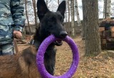 Бельгийские овчарки будут следить за порядком в великоустюгской полиции