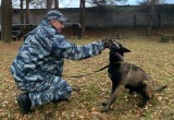 Бельгийские овчарки будут следить за порядком в великоустюгской полиции