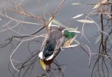 Утки продолжат умирать в вологодских водоемах: названы причины гибели птиц на «Пакле»  