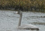 Дикие лебеди скоро встанут на крыло в Вологодской области и улетят в теплые края  