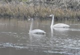 Дикие лебеди скоро встанут на крыло в Вологодской области и улетят в теплые края  