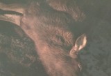 Грустный голодный лось погиб под колесами неизвестного автомобиля в Вологодской области  
