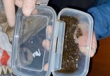 В Череповце две женщины заготовили свыше 700 граммов наркотиков