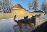 Проблема собачьих свор в Вологодской области не решается годами: ждем бед? 