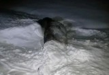 Законопослушный лось стал жертвой фуры «Вольво» в Вологодской области 