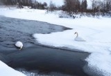 В одном из районов Вологодчины на зимовку осталась пара лебедей-шипунов  