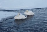 В одном из районов Вологодчины на зимовку осталась пара лебедей-шипунов  