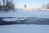 В одном из районов Вологодчины на зимовку осталась пара лебедей-шипунов  
