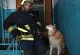 Огнеборцы спасли из горящего дома в Вологде мальчика, собаку, нашли кота и мужской труп  