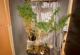 Вологодский ботаник-самоучка выращивал наркотические растения в своем гараже